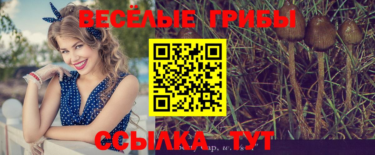 Псилоцибиновые грибы Cubensis Фролово